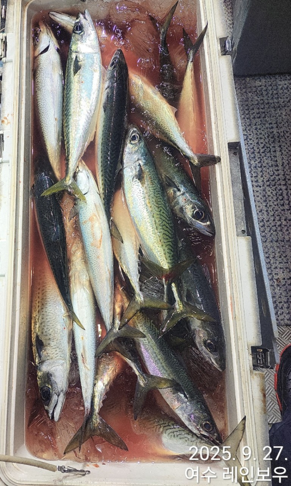 ♡여수레인보우♡갈치_열기_한치_갑오징어__사진_20250927_15.jpg