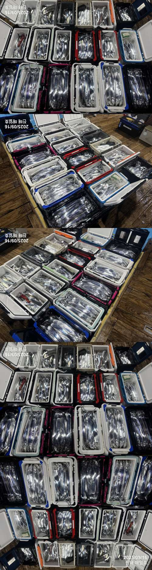 갈치3.jpg