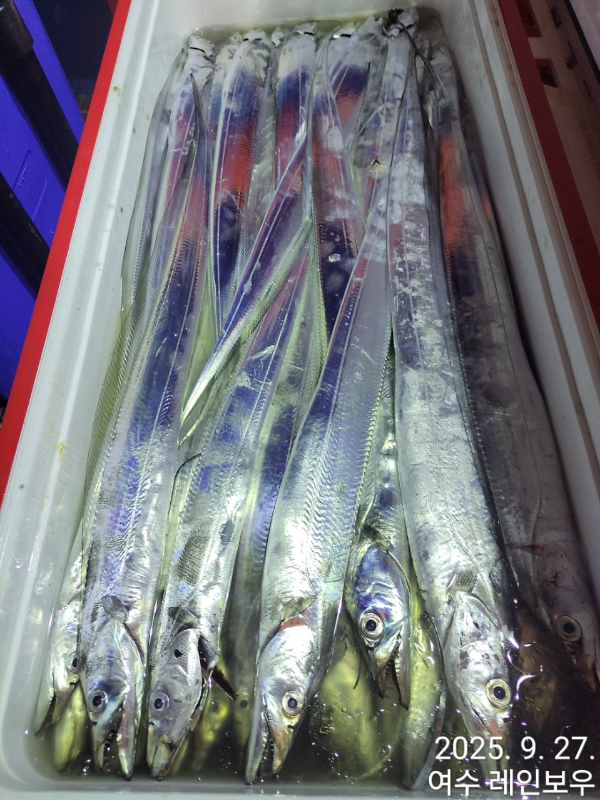 ♡여수레인보우♡갈치_열기_한치_갑오징어__사진_20250927_1.jpg