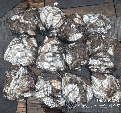 군산 선상낚시, 바다낚시 출조 전문 ☆서군산낚시☆_사진_20250925_3.jpg
