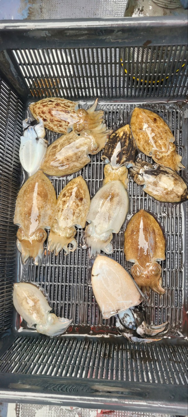 예지퀸호 농어외수질&어초낚시 경기인천권_사진_20250928_9.jpg