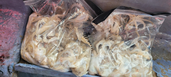 예지퀸호 농어외수질&어초낚시 경기인천권_사진_20250928_16.jpg