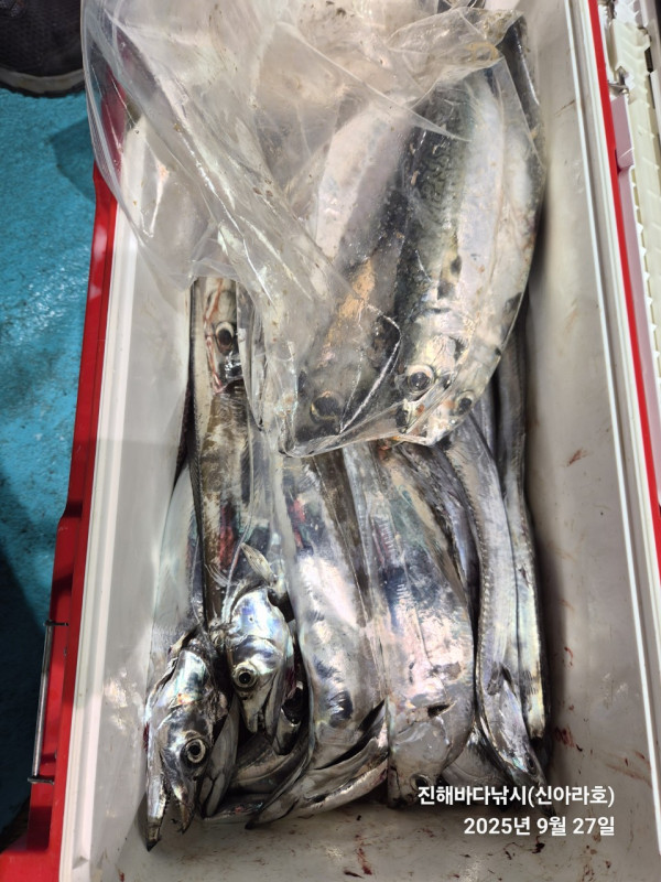 바다꾼낚시(신아라호)_사진_20250927_4.jpg
