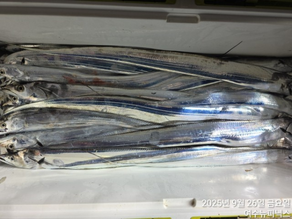 9월26일갈치 (3).jpg