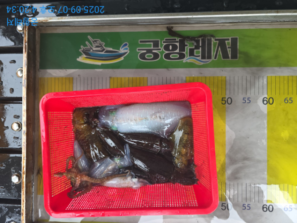 궁항레저_사진_20250907_4.jpg