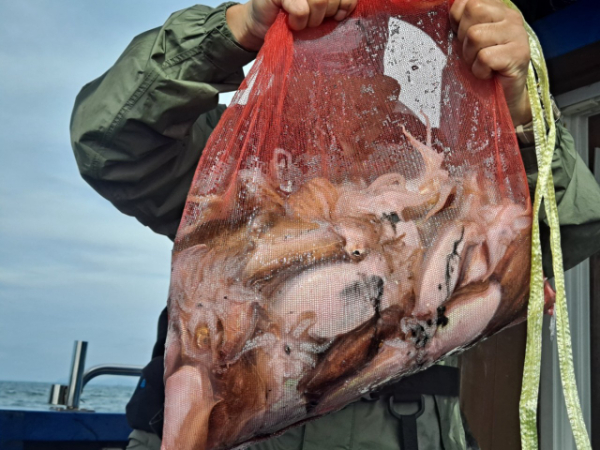 무창포 선상낚시_총각피싱__사진_20250925_3.jpg