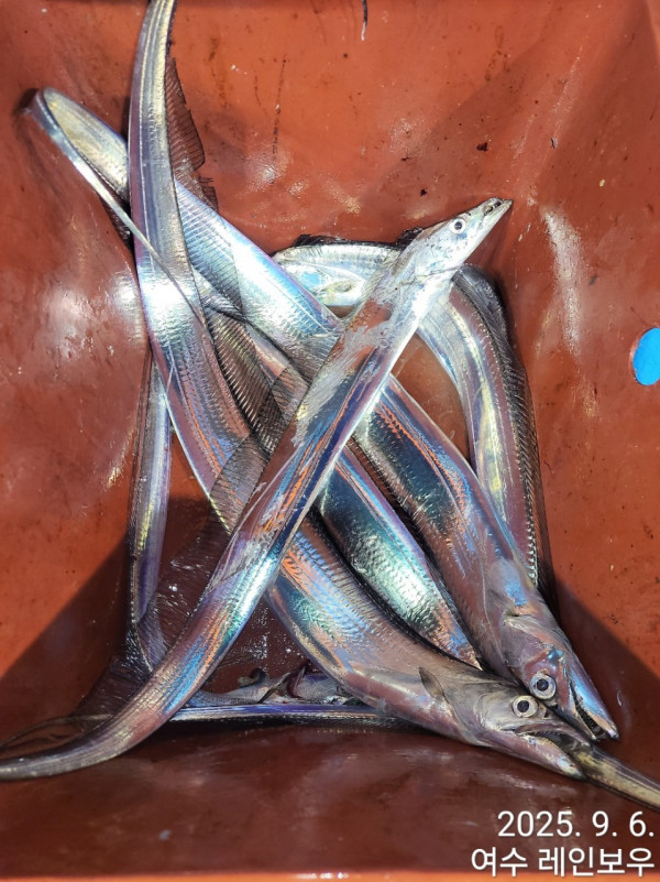 ♡여수레인보우♡갈치_열기_한치_갑오징어__사진_20250906_19.jpg