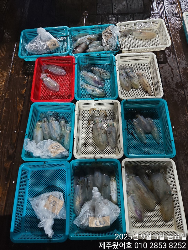 제주왔어호_사진_20250905_2.jpg