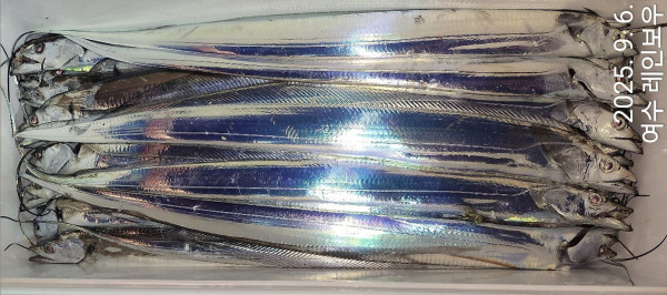 ♡여수레인보우♡갈치_열기_한치_갑오징어__사진_20250906_30.jpg