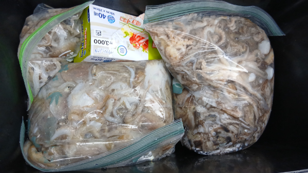 9월1일 주꾸미조황.jpg