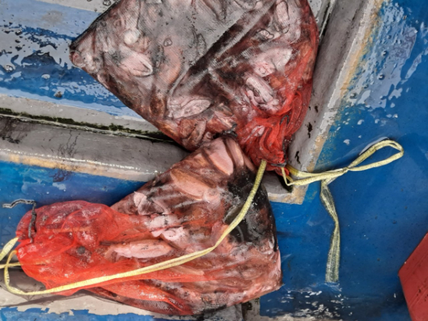 무창포 선상낚시_총각피싱__사진_20250925_5.jpg