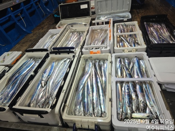 9월4일갈치 (5).jpg