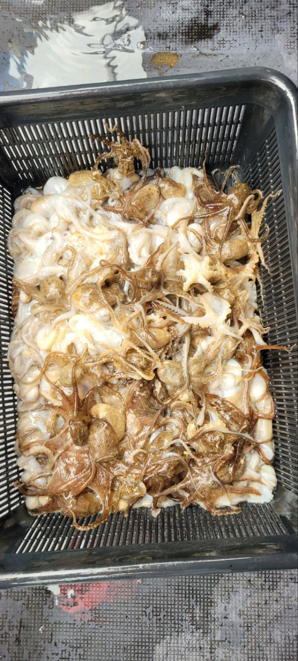 예지퀸호 농어외수질&어초낚시 경기인천권_사진_20250928_8.jpg