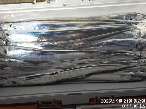 9월21일갈치 (4).jpg