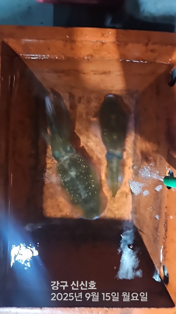 신신낚시 강구점 신신호_사진_20250915_8.jpg