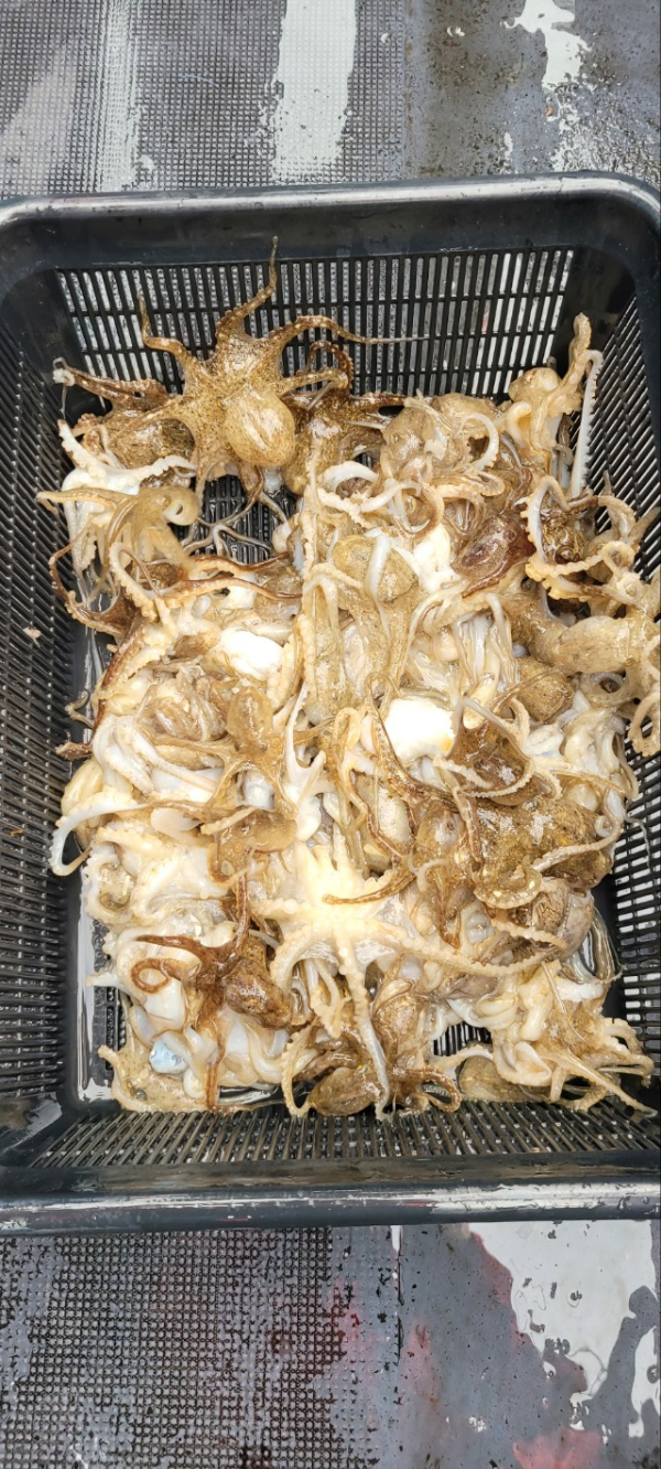 예지퀸호 농어외수질&어초낚시 경기인천권_사진_20250928_6.jpg