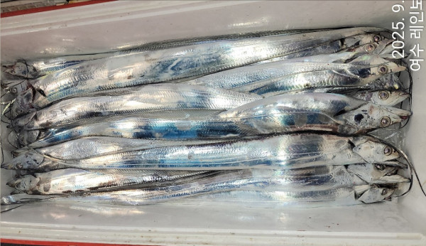 ♡여수레인보우♡갈치_열기_한치_갑오징어__사진_20250906_27.jpg