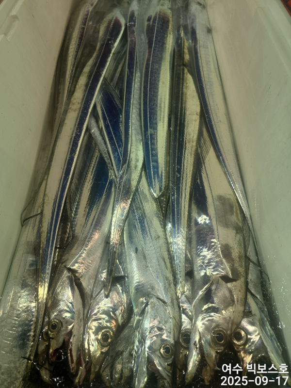 ♡ 여수 빅보스 ♡문어,갑오징어,쭈꾸미,타이라바(참돔)_사진_20250917_5.jpg