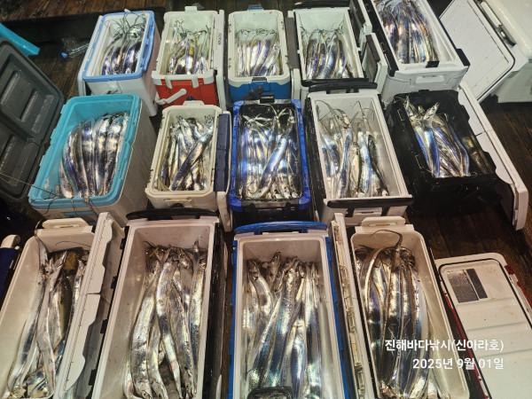 바다꾼낚시(신아라호)_사진_20250901_3.jpg