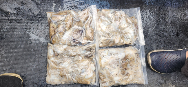 예지퀸호 농어외수질&어초낚시 경기인천권_사진_20250915_7.jpg