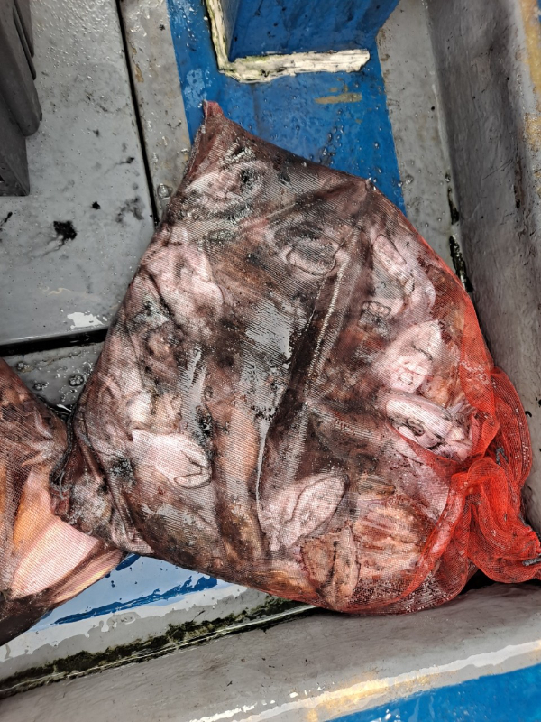 무창포 선상낚시_총각피싱__사진_20250925_7.jpg