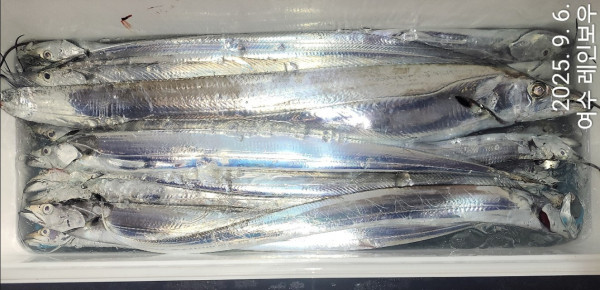 ♡여수레인보우♡갈치_열기_한치_갑오징어__사진_20250906_28.jpg