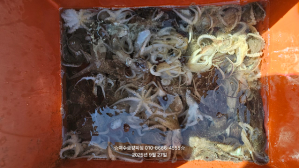 여수금강피싱_사진_20250927_1.jpg
