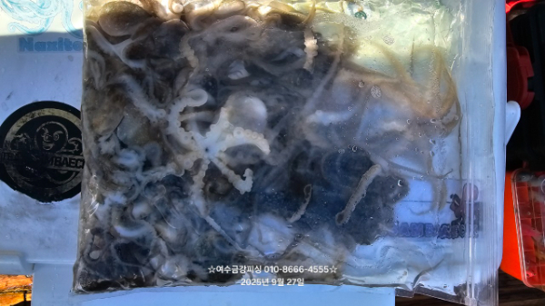 여수금강피싱_사진_20250927_12.jpg