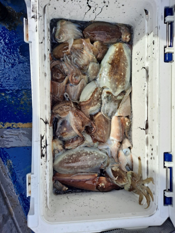 무창포 선상낚시_총각피싱__사진_20250925_2.jpg