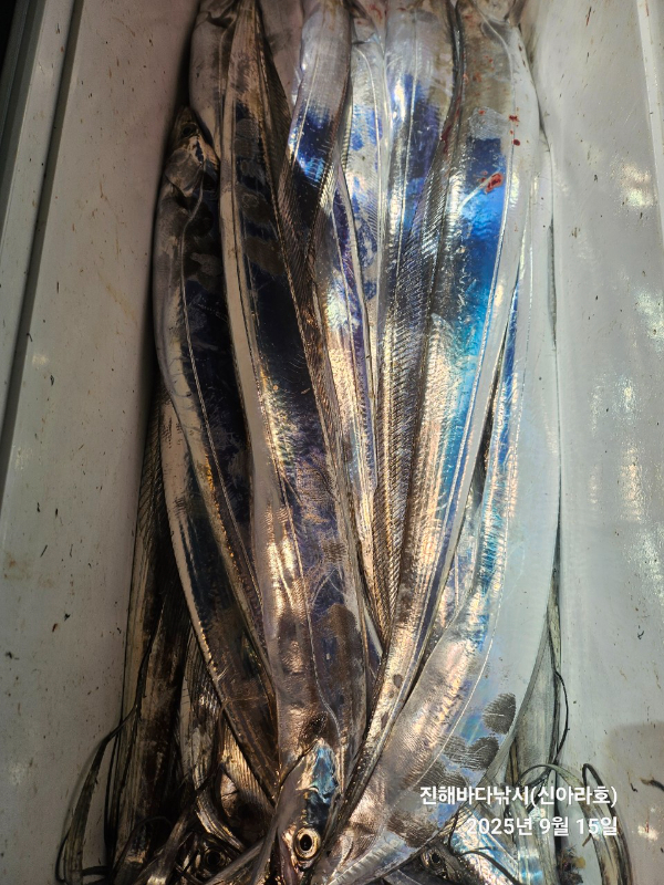 바다꾼낚시(신아라호)_사진_20250915_1.jpg