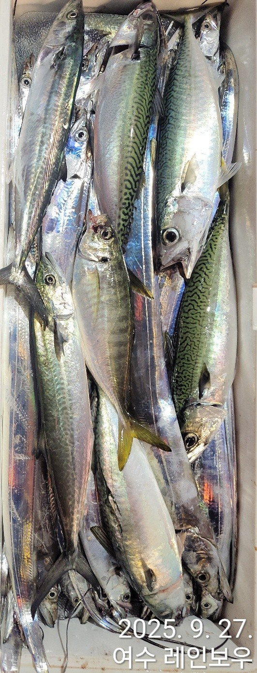 ♡여수레인보우♡갈치_열기_한치_갑오징어__사진_20250927_10.jpg