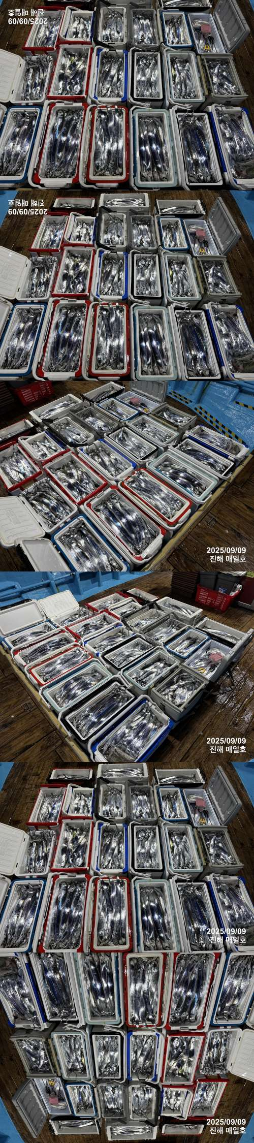 갈치4.jpg