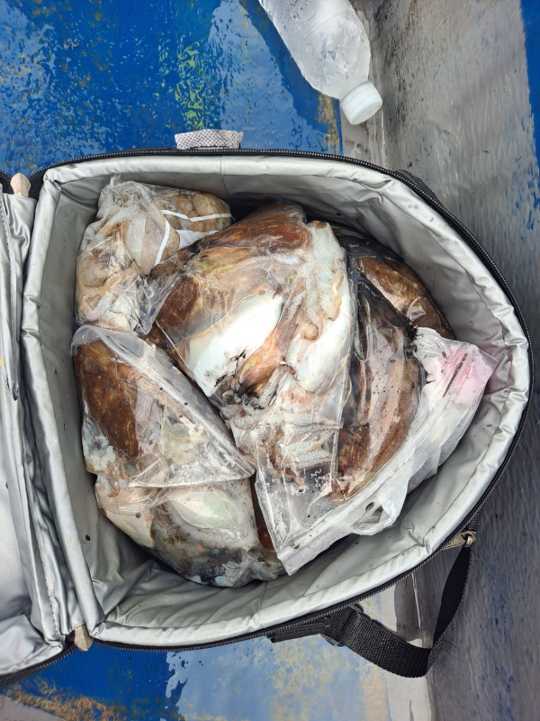 무창포 선상낚시_총각피싱__사진_20250925_1.jpg