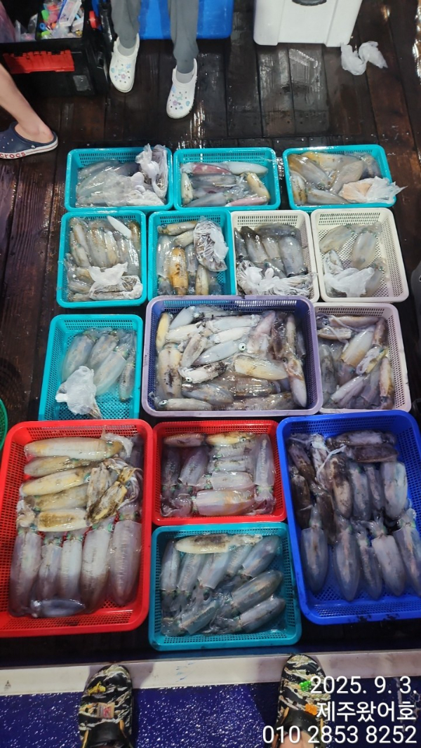 제주왔어호_사진_20250903_1.jpg