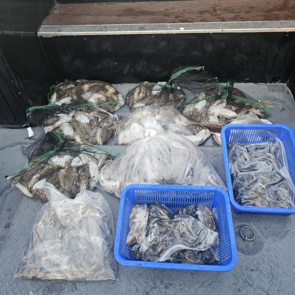 ꫛꫀꪝ✧‧˚ 태안 마검포 新출항호 .• _˚☀₊_사진_20250910_1.jpg