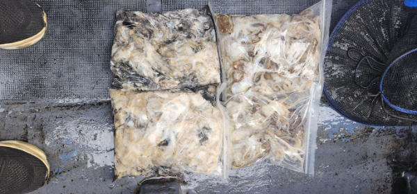 예지퀸호 농어외수질&어초낚시 경기인천권_사진_20250915_9.jpg