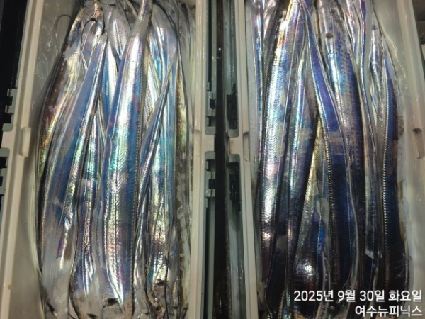 9월30일갈치 (3).jpg