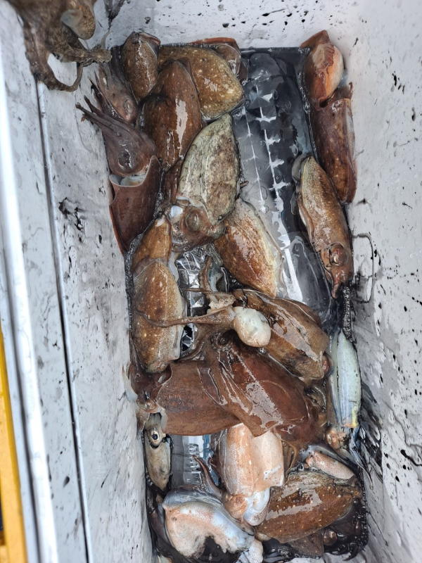 무창포 선상낚시_총각피싱__사진_20250925_8.jpg