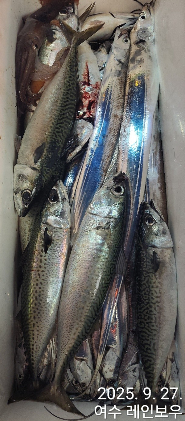 ♡여수레인보우♡갈치_열기_한치_갑오징어__사진_20250927_13.jpg
