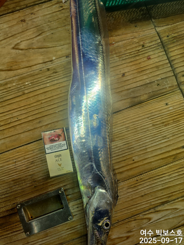 ♡ 여수 빅보스 ♡문어,갑오징어,쭈꾸미,타이라바(참돔)_사진_20250917_4.jpg