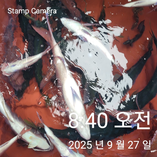 StampCamera20250927084046.jpg