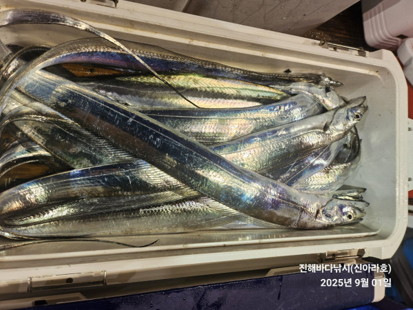 바다꾼낚시(신아라호)_사진_20250901_9.jpg