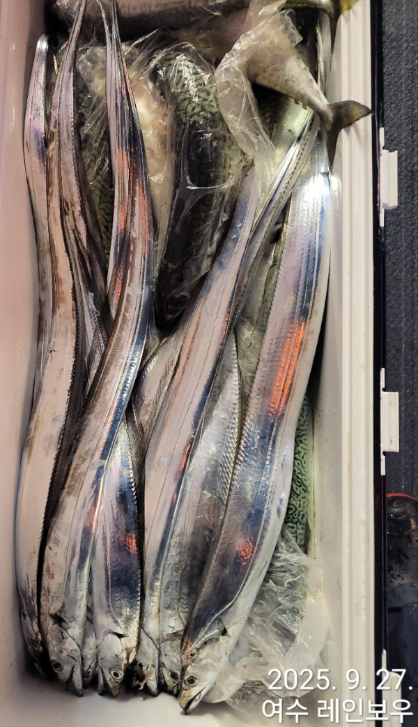 ♡여수레인보우♡갈치_열기_한치_갑오징어__사진_20250927_5.jpg