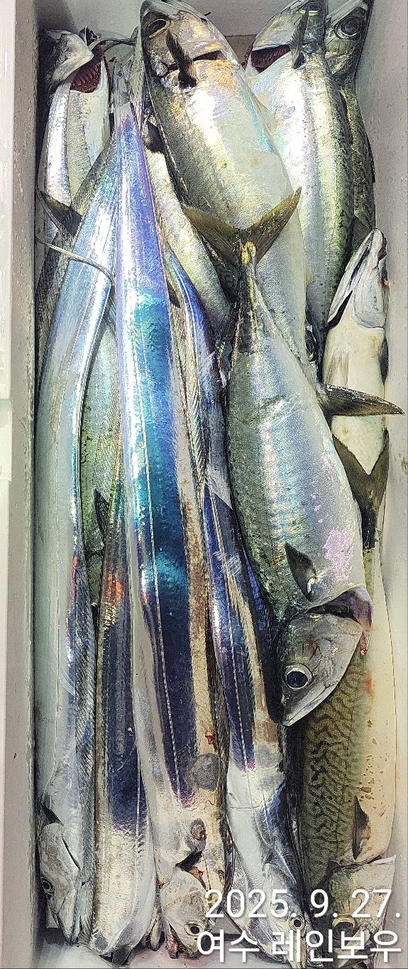 ♡여수레인보우♡갈치_열기_한치_갑오징어__사진_20250927_12.jpg