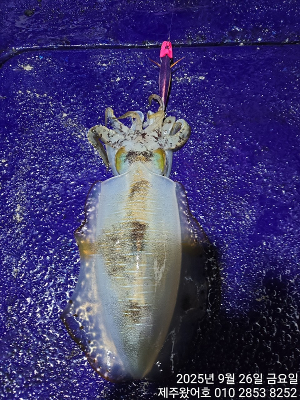 제주왔어호_사진_20250927_39.jpg