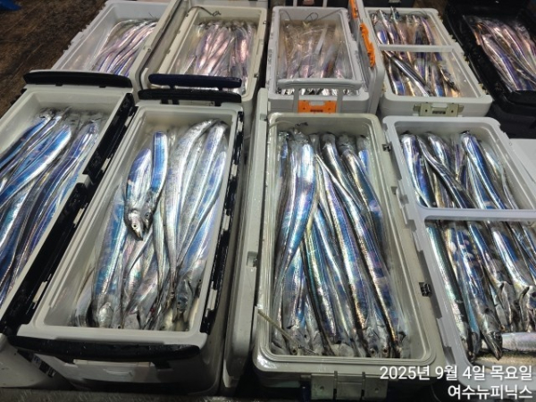 9월4일갈치 (4).jpg