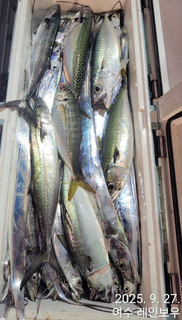 ♡여수레인보우♡갈치_열기_한치_갑오징어__사진_20250927_11.jpg