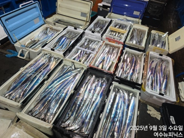 9월3일갈치 (57).jpg