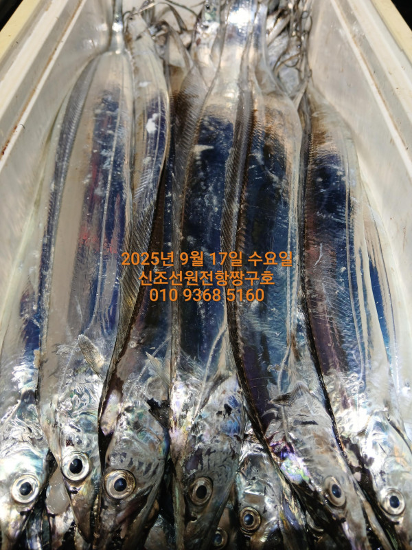 KakaoTalk_20250917_021017385.jpg