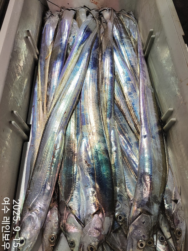 ♡여수레인보우♡갈치_열기_한치_갑오징어__사진_20250915_22.jpg
